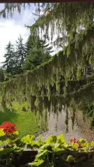 Pest megye - Budakeszi