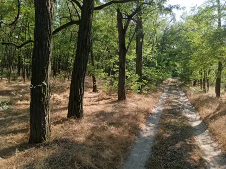 Eladó mezőgazdasági ingatlan, Lajosmizse 66271 m² 60 M Ft